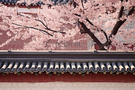 花卉樱花背景图片_墙上的韩国樱花