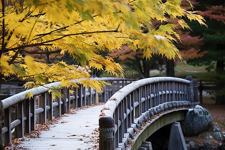 日本 nishikijo 村的秋叶和一座秋色木桥