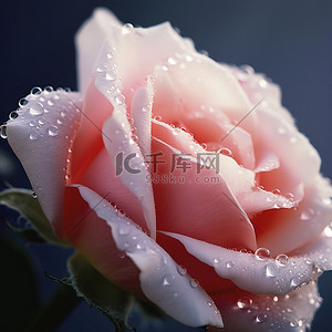 粉色露珠背景图片_一朵白玫瑰的特写，上面有粉红色的露珠