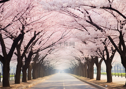 路边摊空背景图片_路边盛开的樱花树