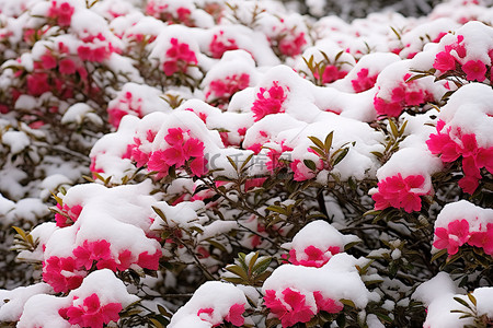 雪天梨花背景图片_雪天灌木丛中雪中的粉红色花朵
