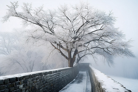 一条白雪皑皑的街道，顶部有一棵树