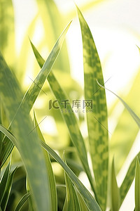 绿色植物特写背景图片_绿色植物的特写照片