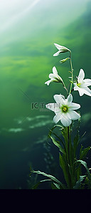 来自地球的白色花朵 iPhone 照片