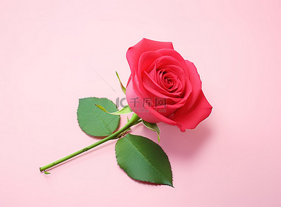 白色背景玫瑰背景图片_白色背景上粉红色表面上的一朵玫瑰