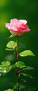 一朵粉红色的玫瑰坐在绿色的背景上