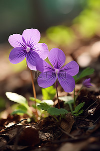 一天树林里有两朵紫色的花