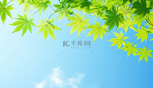 植物枫叶背景图片_阳光明媚的蓝天上美丽的绿色枫叶