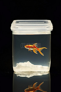 一条金鱼坐在一个透明的容器里