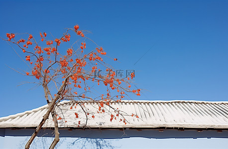 冬天柿子树背景图片_冬天站在雪下有蓝天和尼泊尔芙蓉的房子里