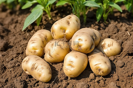土豆躺在没有叶子的床上的土壤中