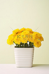 白花盆里的黄色菊花