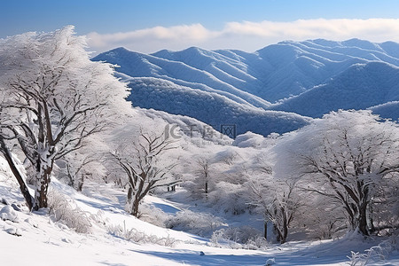 日本济南县药草地形附近积雪覆盖的树木