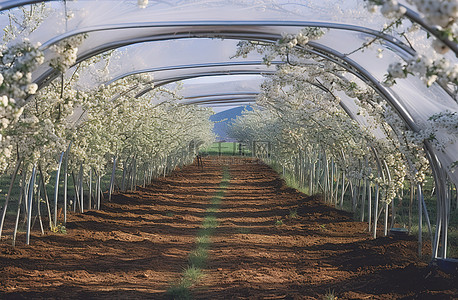 藤蔓的背景图片_纳帕县的苹果园