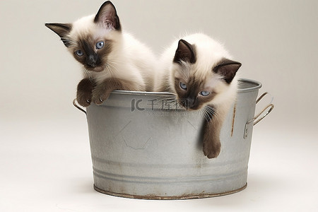 小猫玩耍背景图片_暹罗小猫在老式牛奶罐里玩耍