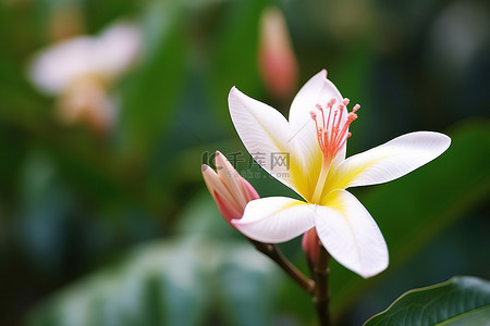 之一背景图片_正在生长的几种不同类型的花朵之一的特写照片