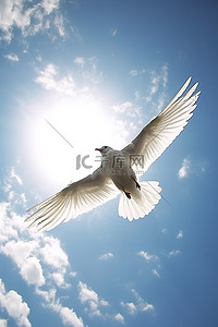 天空飞的鸟背景图片_一只鸟从蓝天飞出