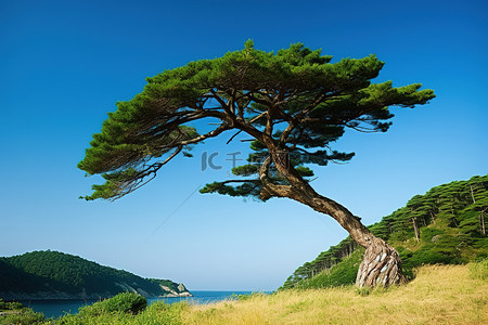 一棵松树栖息在长满青草的山坡上