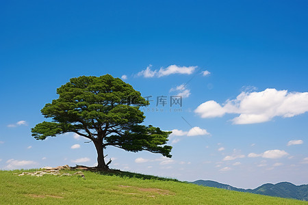 田野上一棵孤独的树