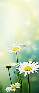 野菊花背景图片_绿色背景上的雏菊