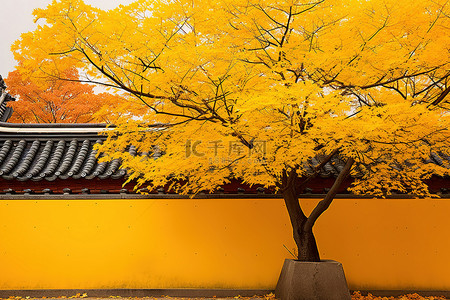 一棵黄色的树出现在橙色的墙上