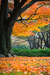 云树木背景图片_日本秋天 秋天的树木 花园公园 冲绳 u