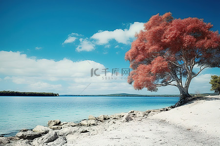绿树成荫的海滩上一棵红树，蓝蓝的天空