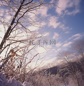 冬天的树枝背景图片_白色的树枝映衬着雪景