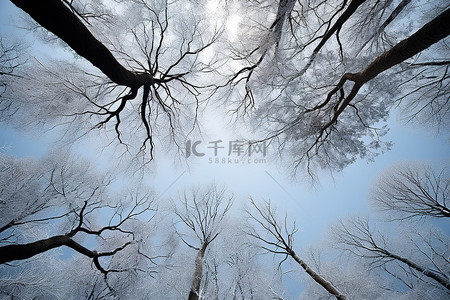 冰雪花背景图片_冬天的树木被冰覆盖