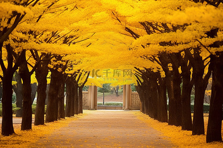 旅行黄色背景图片_黄色的树叶和树木排列在公园里