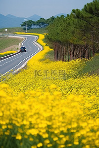 油菜花田背景背景图片_韩国高速公路上的花斑