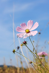 波斯菊背景图片_波斯菊与蓝天