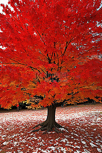 红色加背景图片_红色和黄色的叶树