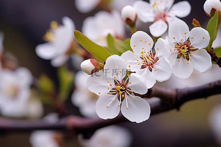 春天的白桃花