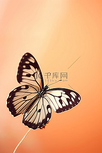 昆虫黑色背景图片_橙色背景中的白色和黑色小蝴蝶