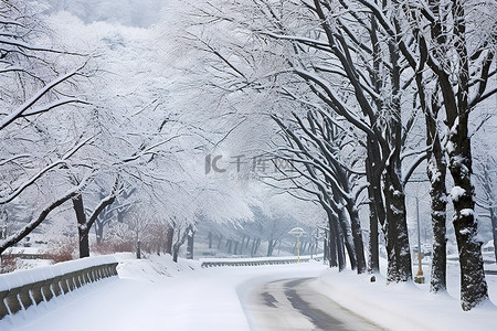 树木景观附近的一条道路被雪覆盖