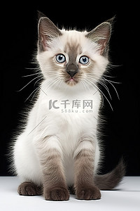 站在白色背景上的 Sekiyu 白色和灰色小猫