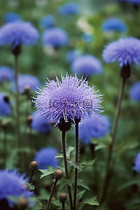 一朵蓝色的花在花园里盛开
