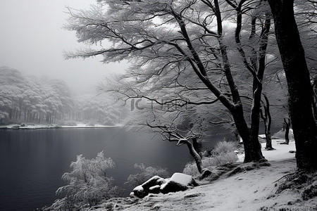 毛里塔尼亚湖畔雪树的黑白景色