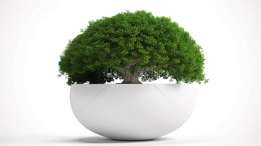 孤立的白色背景与 3d 渲染的绿树在一个白色的锅