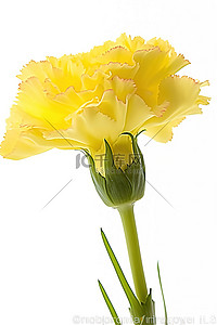 康乃馨花背景图片_漂浮在白色背景上的黄色康乃馨花