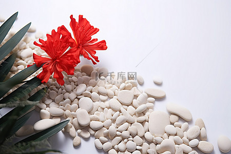 红花国潮背景图片_槽中的红花和白色的鹅卵石