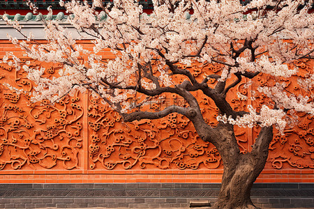 樱花树背景图片_一棵树是砖墙的背景，墙上有盛开的樱花树