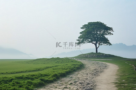 一棵孤独的树坐落在绿色田野的土路边