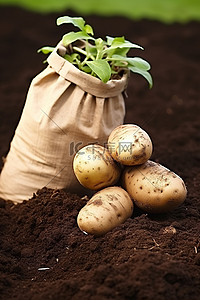 土豆放烧杯里背景图片_将装有泥土的纸袋中的两个土豆放入单独的袋子中