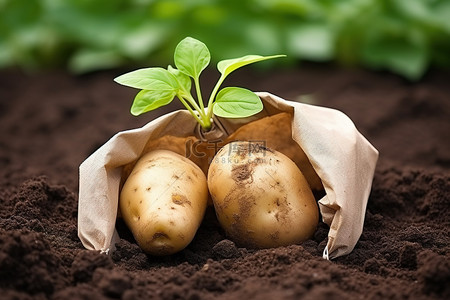 土豆拟人背景图片_地上的袋子里有两个土豆