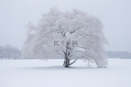 田野里的一棵树和另外两棵树被雪覆盖
