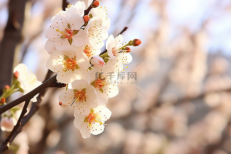 一口吃掉春天背景图片_一棵春天开白花的树