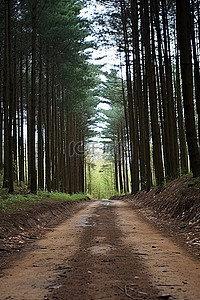 一条土路穿过长长的树林