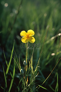 一朵黄色的花生长在高高的绿草丛中